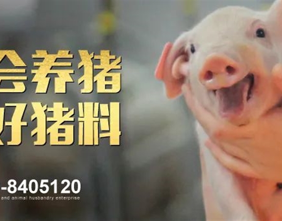 Z6尊龙凯时2024年2月饲料原料运输招标公告